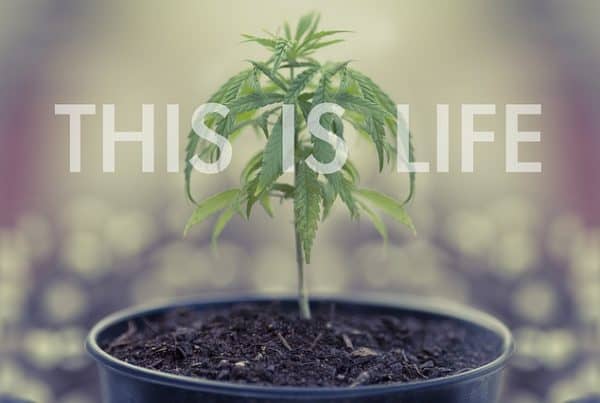 weed plant in soil, medical marijuana for cancer