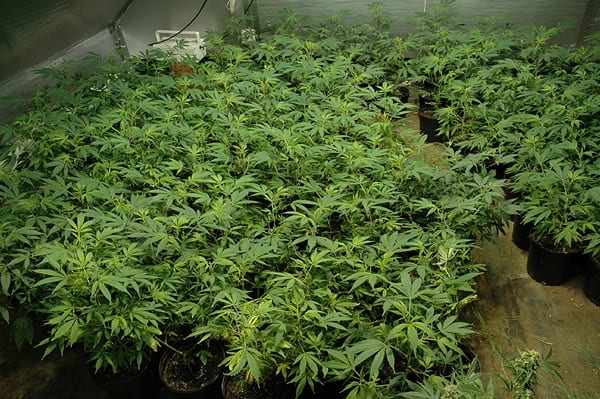 Growing Cannabis in North Dakota