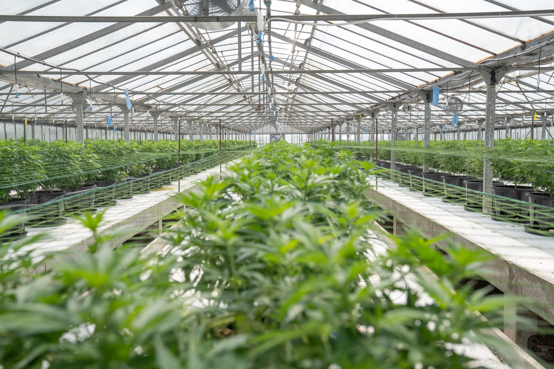 Marijuana Greenhouse Growing Techniques