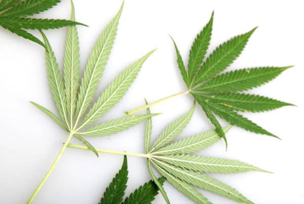 cannabis leaves isolated on white, medical marijuana benefits for hiv patients
