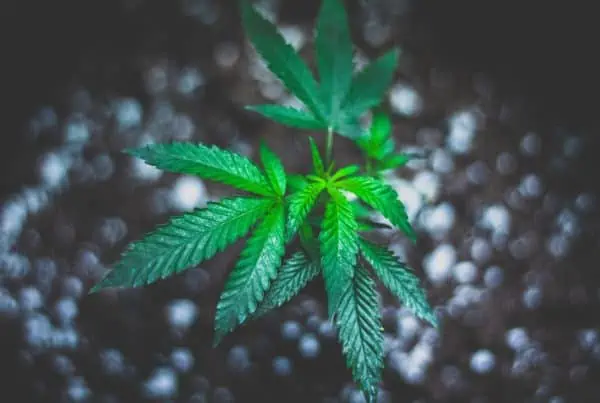 green cannabis plant growing out of soil, green cultured