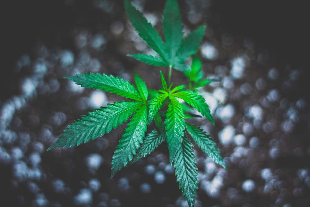 The Cannabis Industry: Get Green Cultured