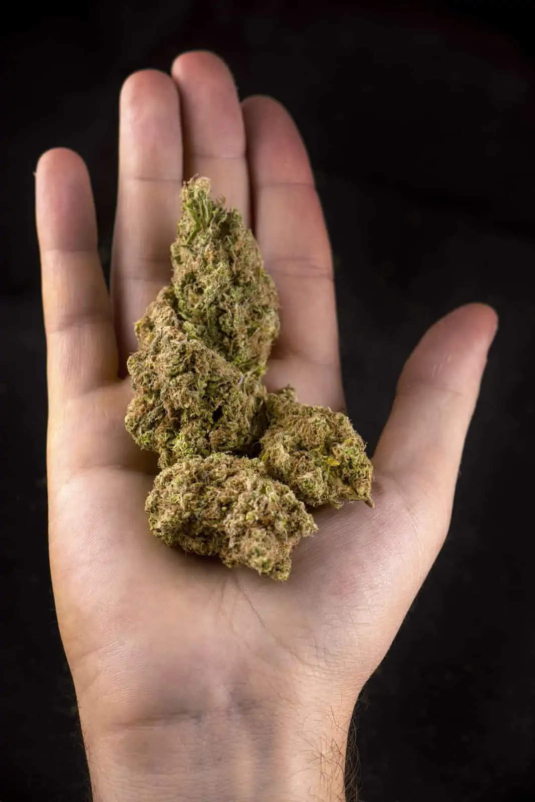 Budtender Help to Choose Right Cannabis Strain