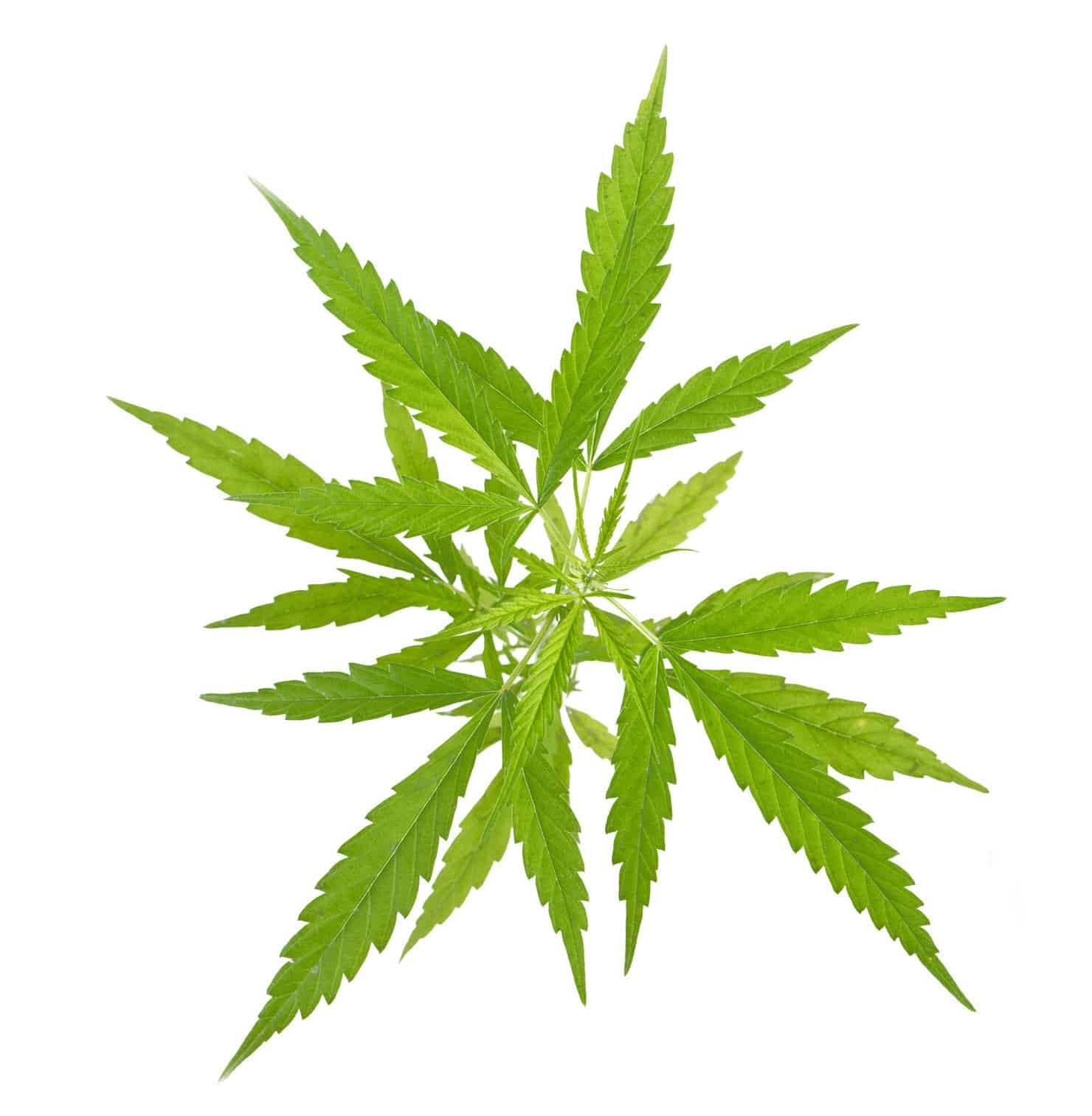 Cannabis Sativa Strain Cannabis Training University