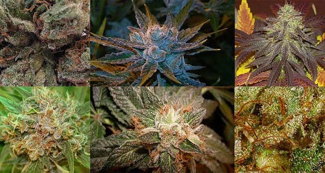Cannabis Strains