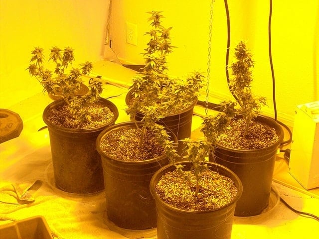 Marijuana Plants