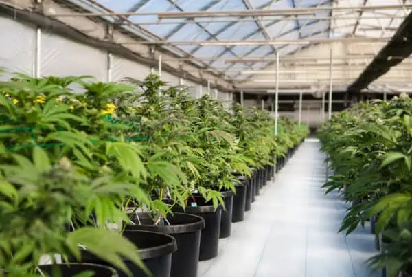 pots of cannabis plants in a greenhouse, pruning marijuana plants