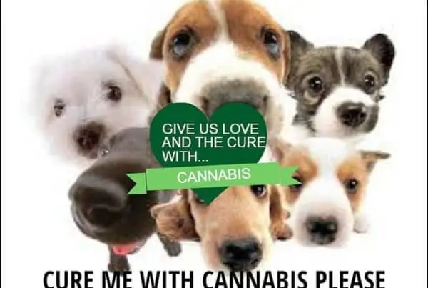 puppies with cure me with cannabis please sign, medical cannabis for pets