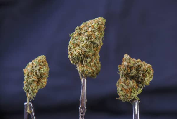 three different kush marijuana strains on blue background