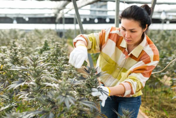 asian women clipping cannabis plants, 420 careers