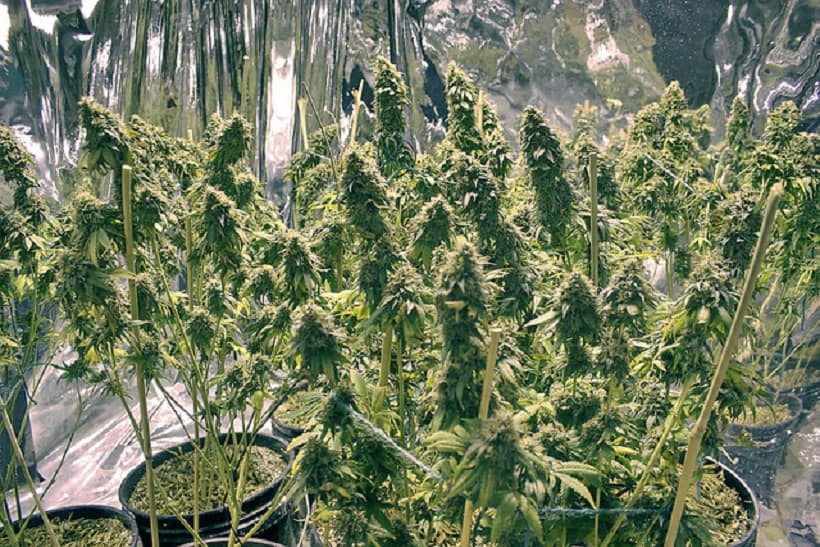 Veganic Approach to Organic Marijuana Growth