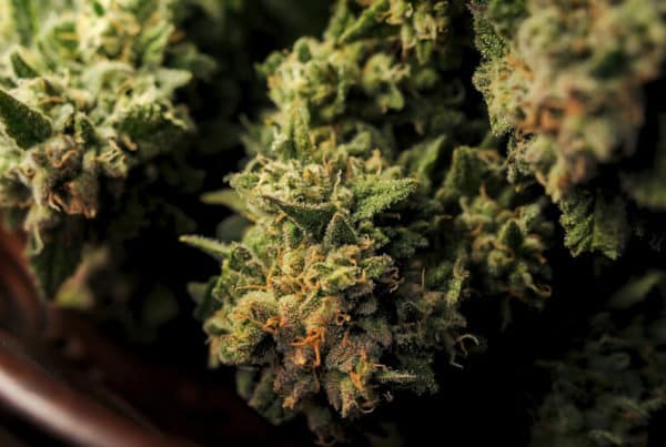 cannabis buds in a bowl, cannabis strain for meditation
