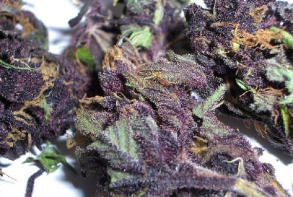 Why Several Cannabis Strains Change To Purple? Closeup up of cannabis strains.
