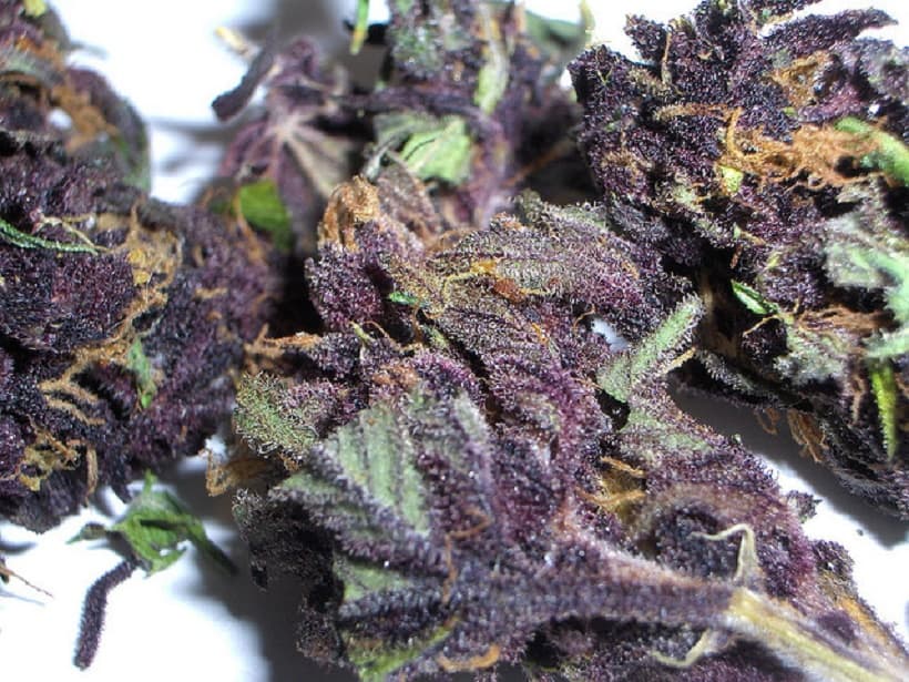 Why Several Marijuana Strains Change To Purple?