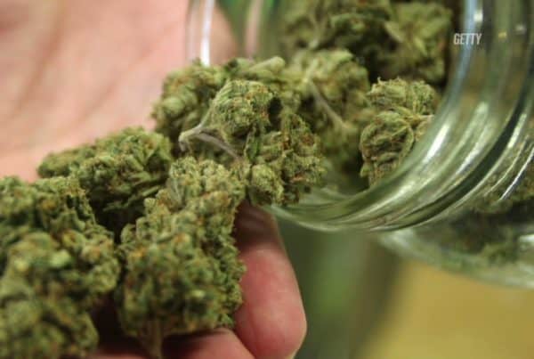 Buds in a glass jar, colorado cannabis university