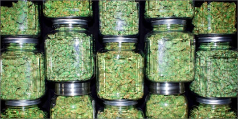 Cannabis Strains That Are Easy To Grow. Jars of bud.