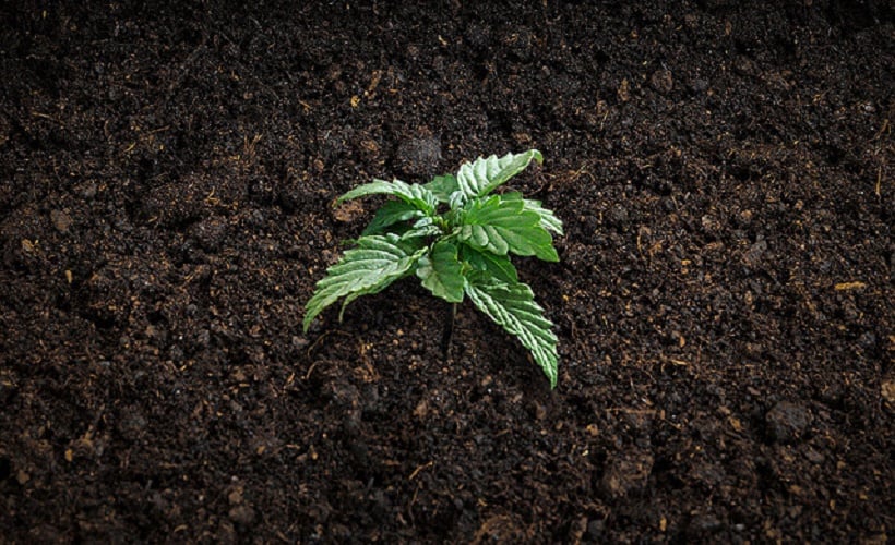 To Grow Cannabis Organically At Home. Weed plant growing in soil.