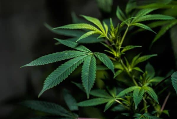 easy to grow marijuana strains with black background