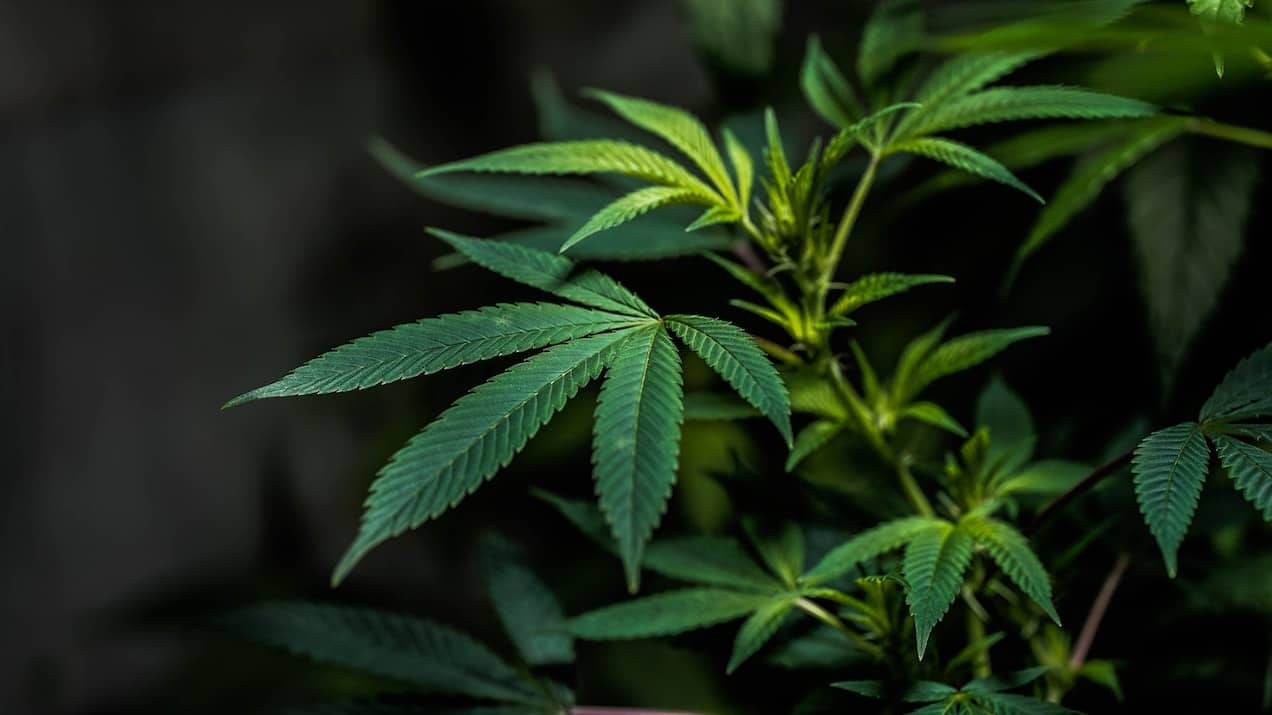 Easy to Grow Marijuana Strains