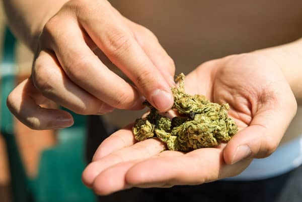 Marijuana Career Training. Weed buds in a palm.