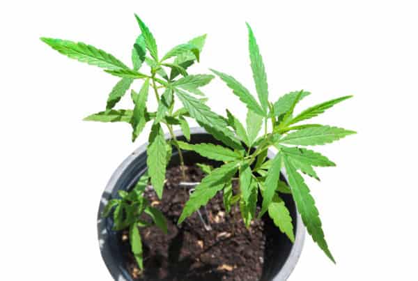 marijuana plants in soil in a pot, how to grow weed in a pot