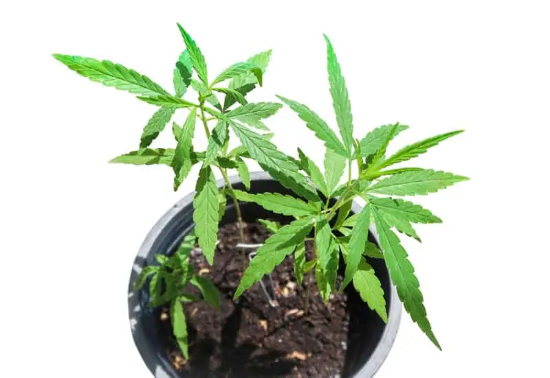 How to Grow Weed in Pots