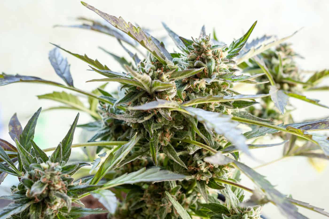 cannabis strains isolated on white, popular hybrid strains
