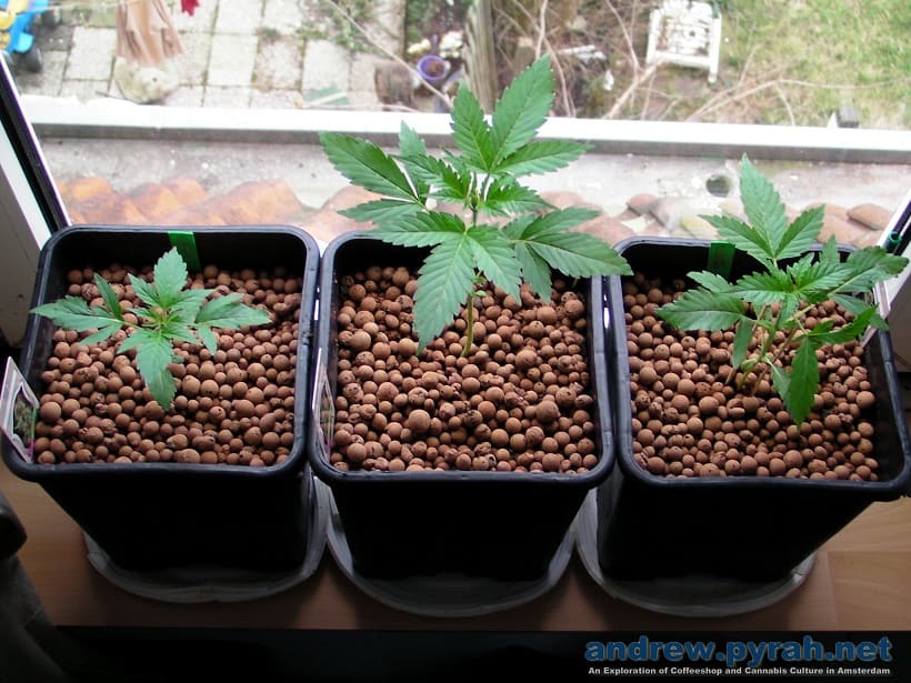 The Autoflowering of Marijuana Plants