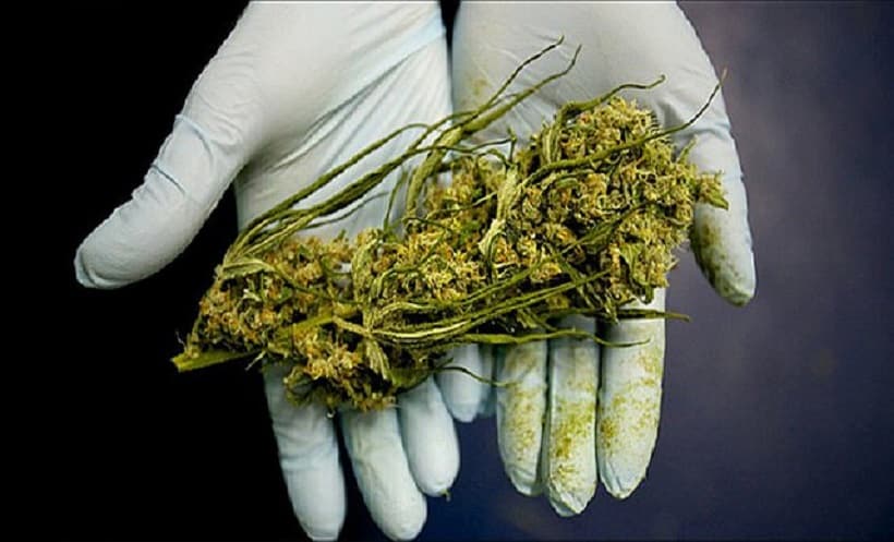 Medical Marijuana Study On Arizona Veterans. Gloved hands holding weed.