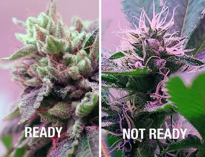 Harvesting Time For Cannabis Plants. Two marijuana plants.
