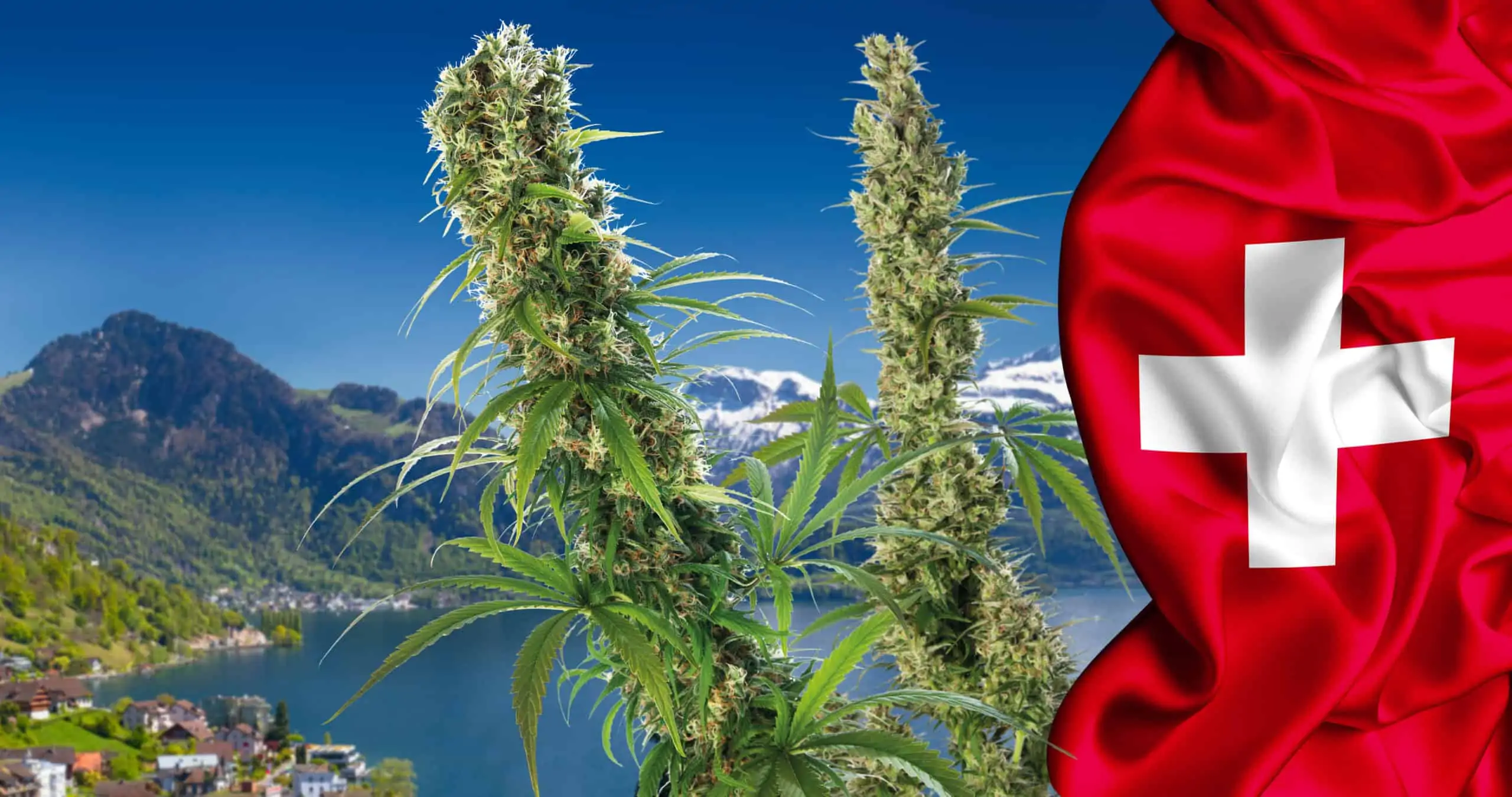 Switzerland Opens the Door to Marijuana