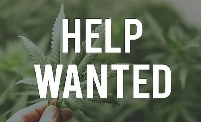 Top Marijuana Jobs Nationwide. Help Wanted sign.