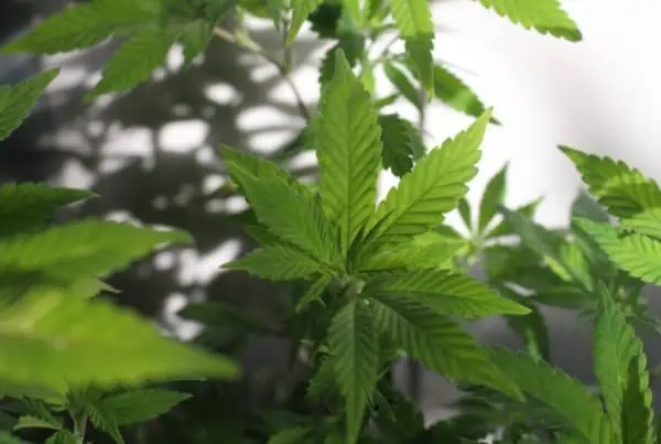 cannabis plants growing inside, indoor cannabis growing system