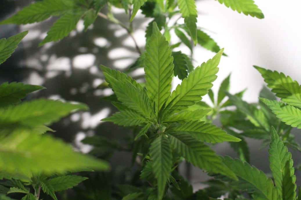 Marijuana Systems For Indoor Growing