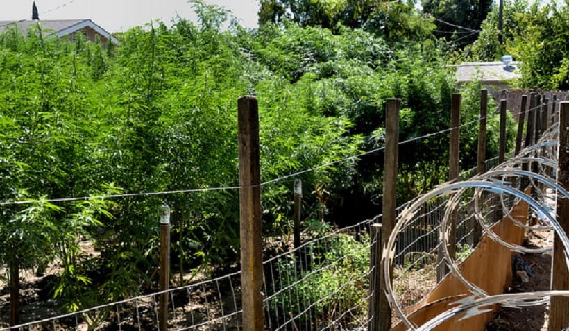 Obtaining a Cannabis Cultivation License