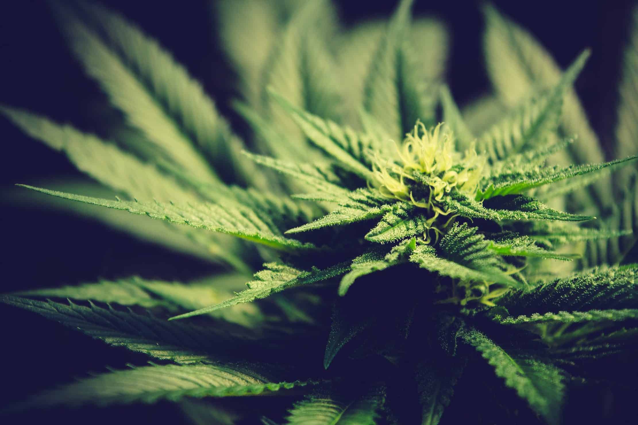 Top Marijuana Jobs to Consider
