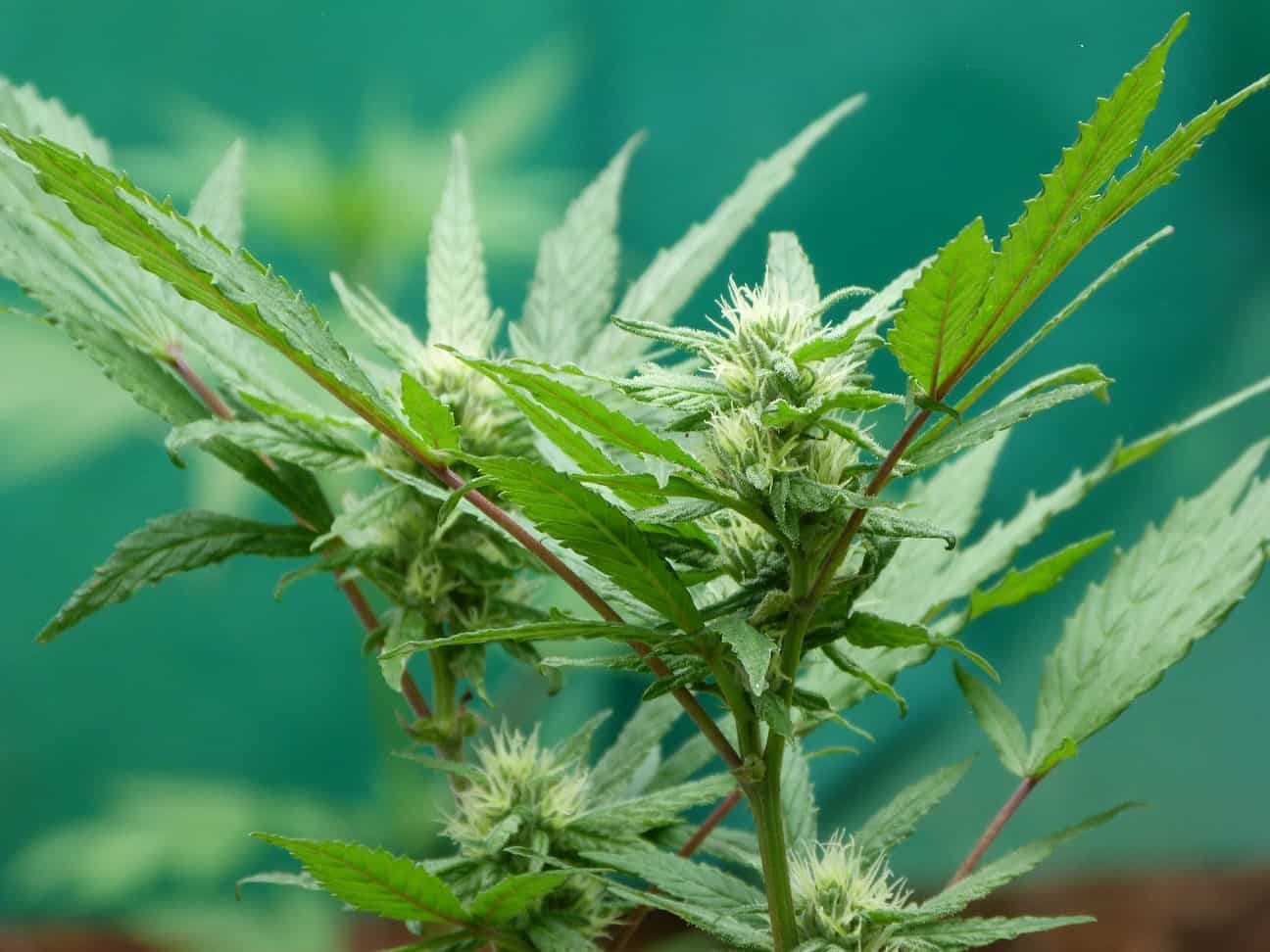 green marijuana plant up close, Manitoba survey for marijuana consumption