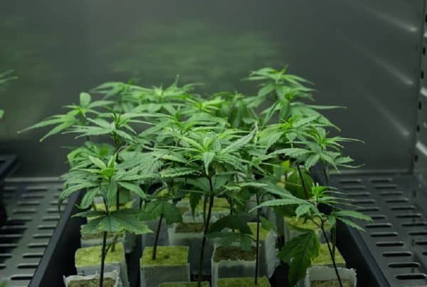 Cannabis Growing Mistakes to Avoid. A bunch of weed plants.