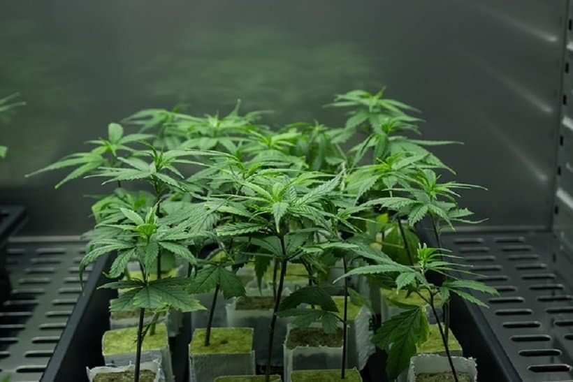 Marijuana Growing in Europe and the United States. Marijuana plants.