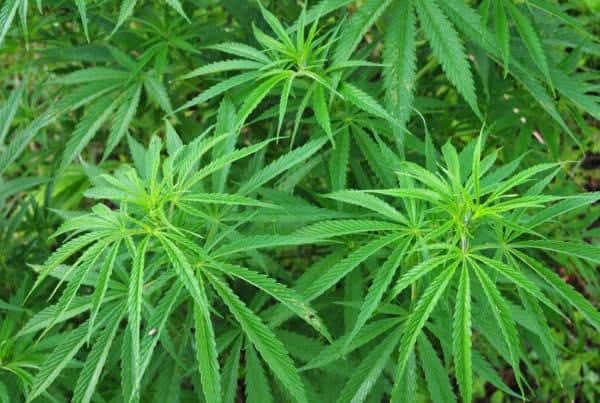 cannabis plants, essential parts of the cannabis plants