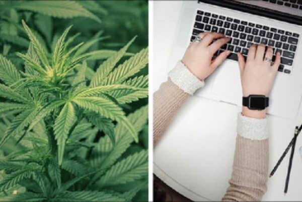 Women typing and weed plants, how to get marijuana jobs in Washington