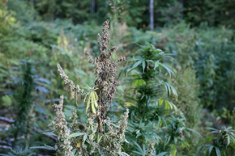 Male Marijuana Plants: Making Use of Them
