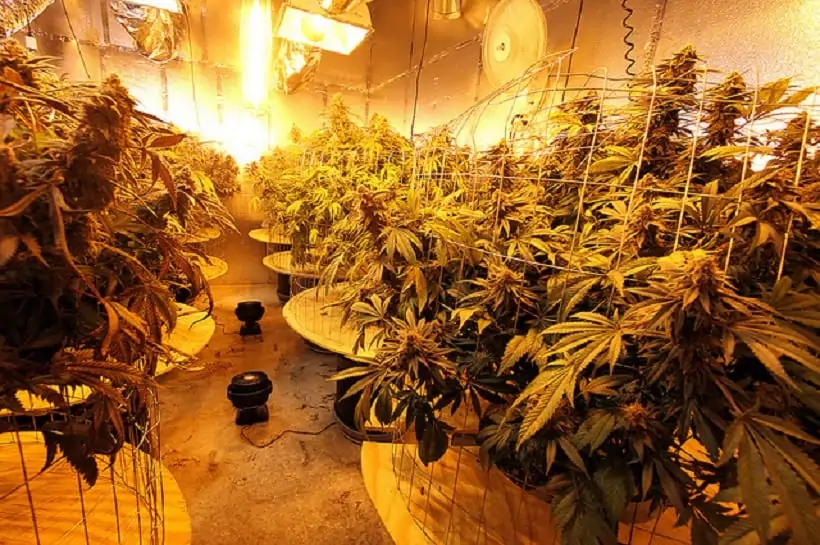 Marijuana Growing Season