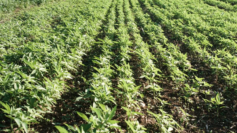 field of cannabis plants during marijuana growing season