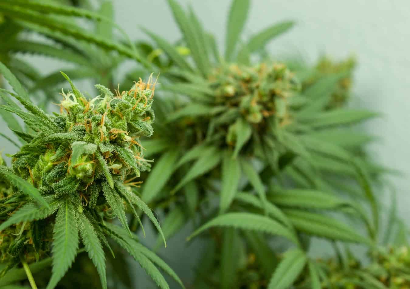 Marijuana Legalization in Maine