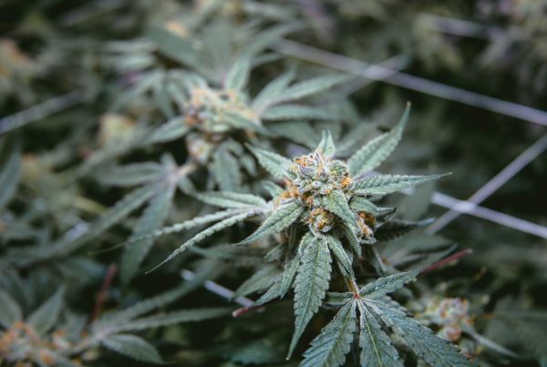 cannabis plants growing between wire, Missouri cannabis school