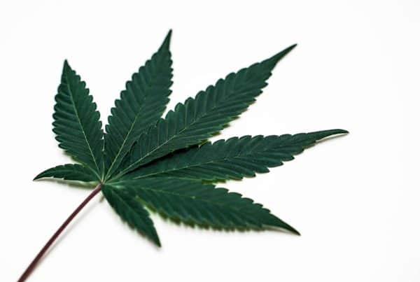 cannabis leaf on white surface, New Mexico cannabis school