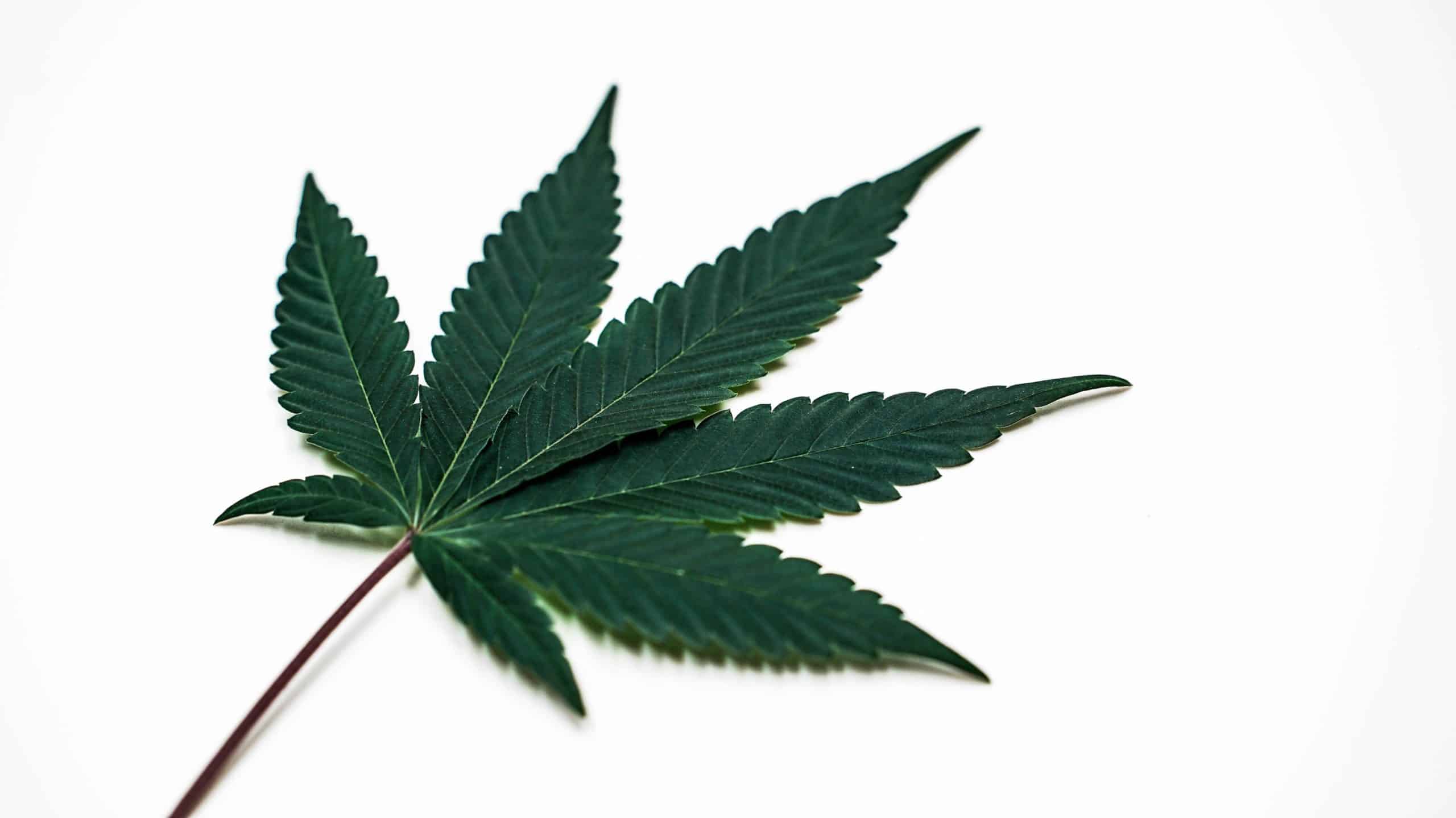 cannabis leaf on white surface, New Mexico cannabis school