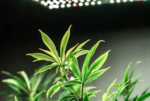cannabis plant growing inside under a light, Pennsylvania cannabis college