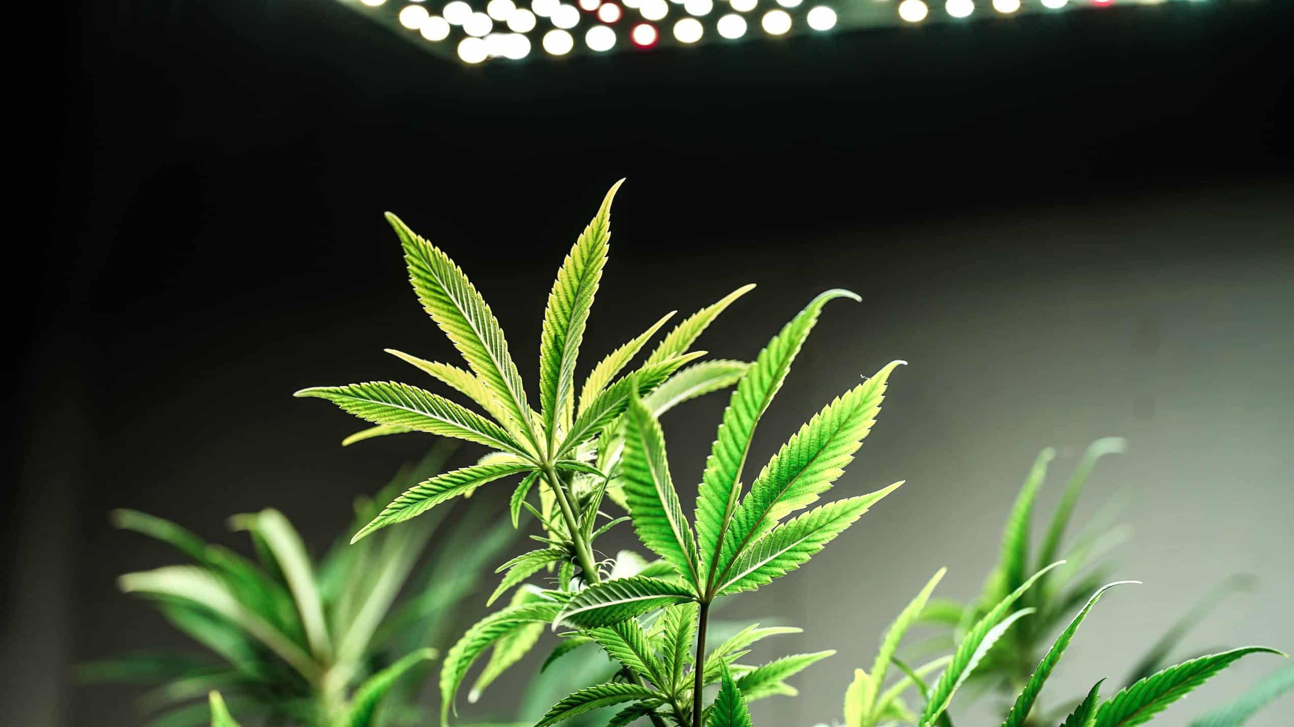 cannabis plant growing inside under a light, Pennsylvania cannabis college
